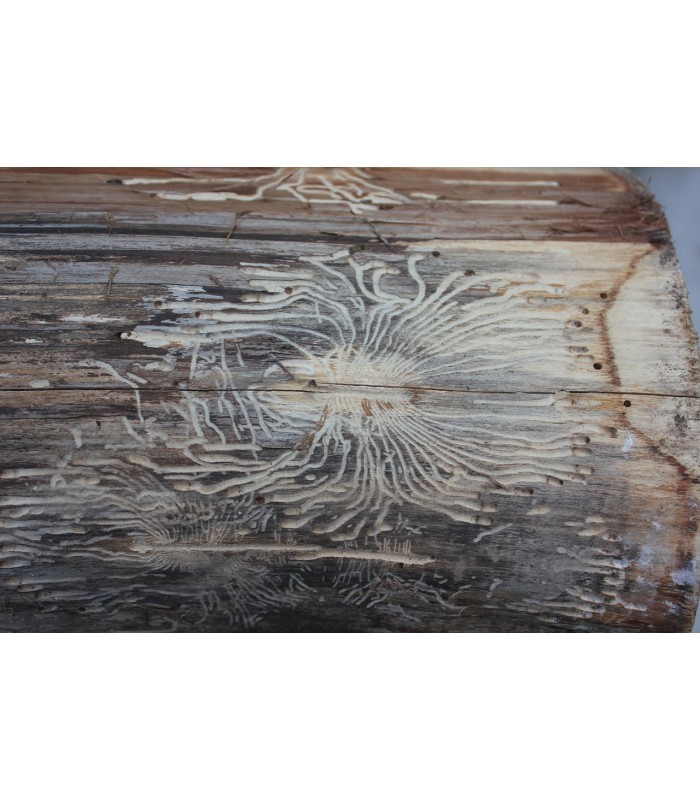 Matacarcoma. Tratamiento para Insectos de la Madera . 