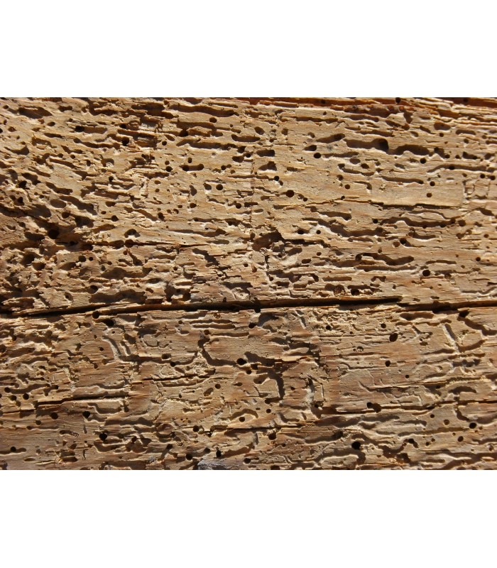 Matacarcoma. Tratamiento para Insectos de la Madera . 