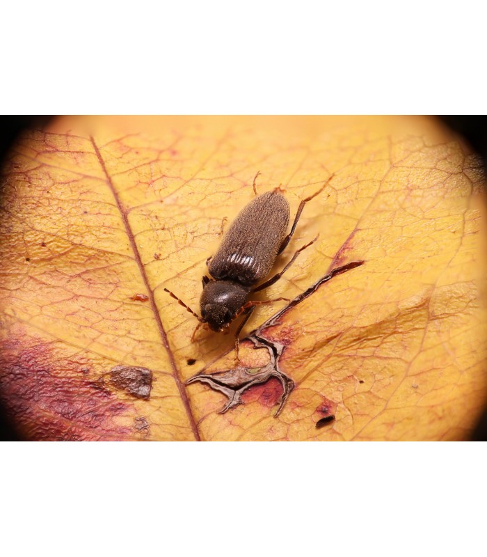 Matacarcoma. Tratamiento para Insectos de la Madera . 
