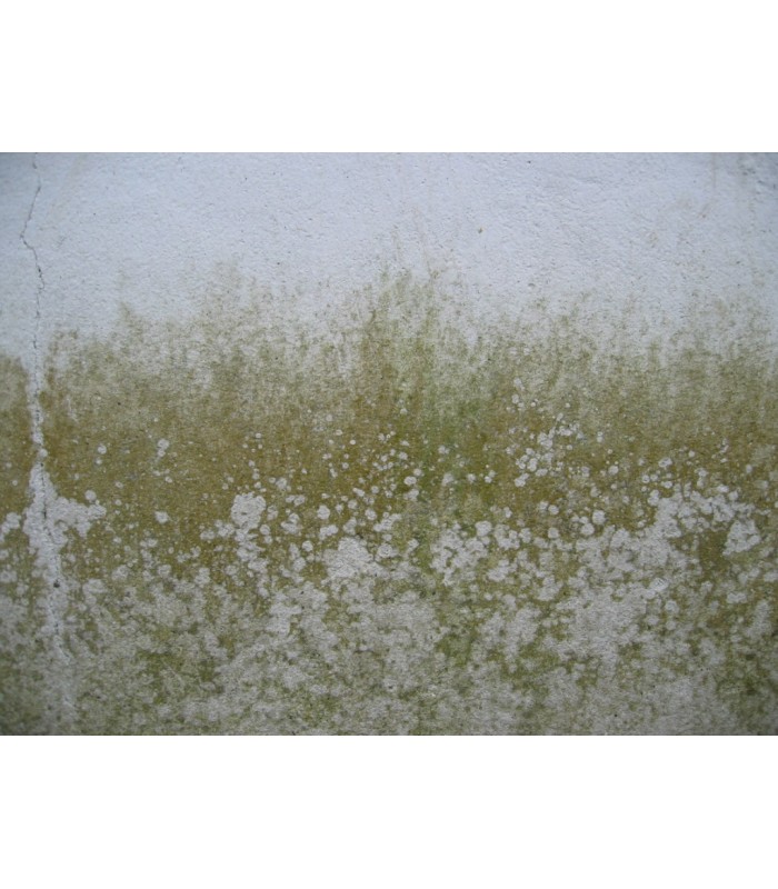 Pintura Cubremanchas Blanco al agua .  Pintura Cubre manchas -