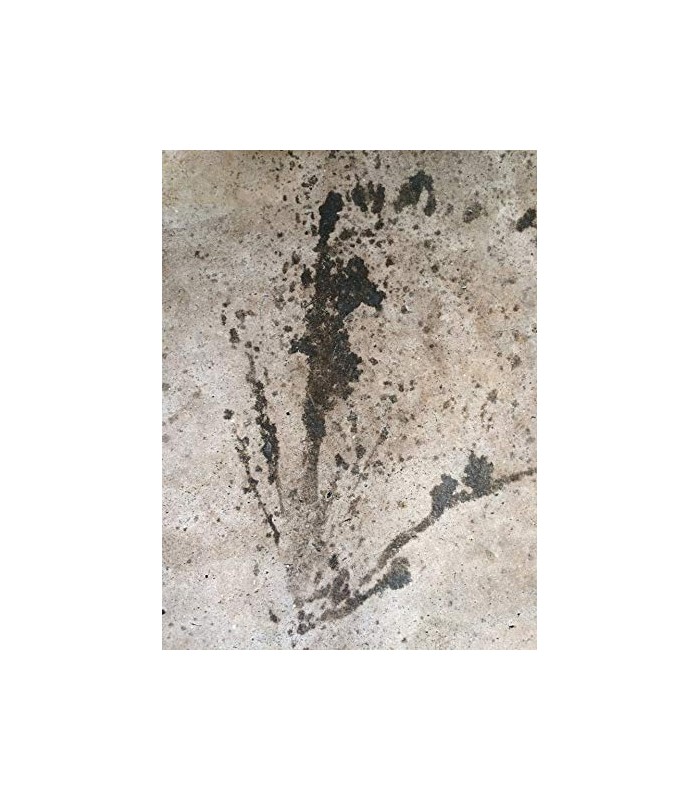 Impregnante Paredes Húmedas. Imprimación sellante incolora al