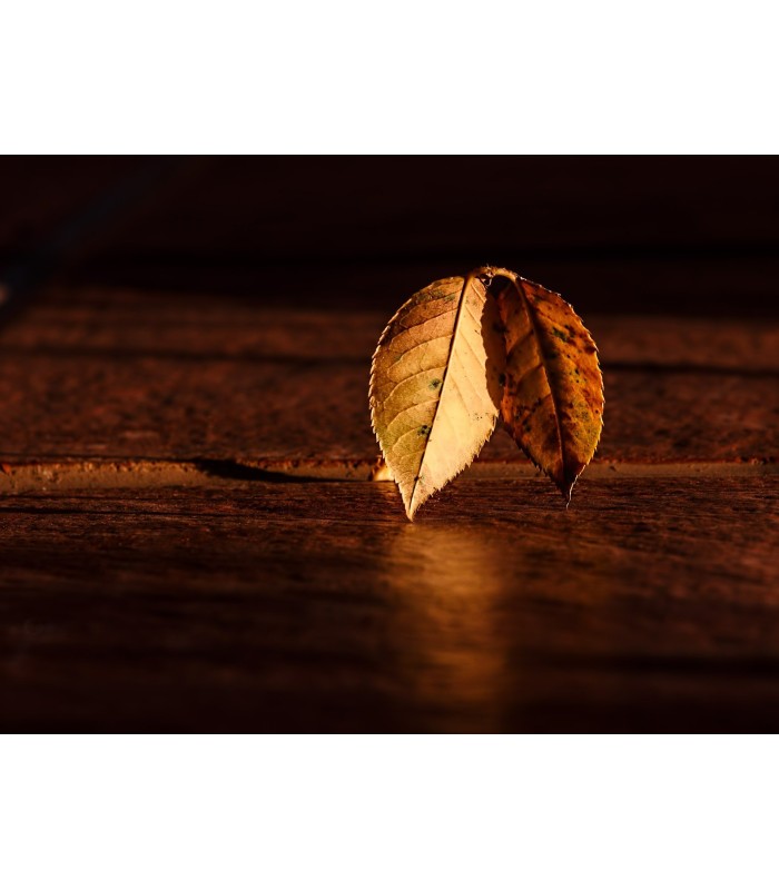 Barniz-Lasur Protector Satinado al Agua teka, castaño, nogal