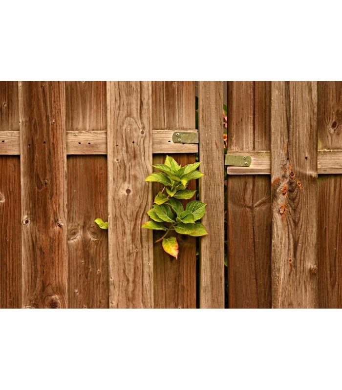 Protector para Vallas de Madera pino, marron .  Aceite Teca -